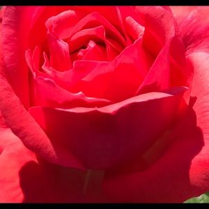 Meet your Posher, Joy